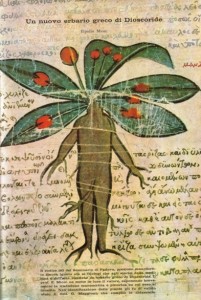 Precioso Herbanário médico catalogado pelo grego Dioscóride, na Antiguidade