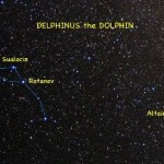 Delphinus1