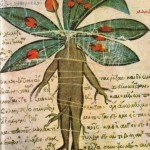 Mandrágora 3.0.2