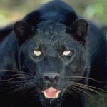 Pantera Negra2
