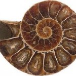 Proporçao aurea4